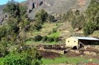 Vista de un rebaño al ingresar a La Merced.