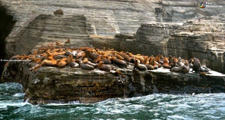 Loberas de Huarmey: Un recorrido por nuestra fauna marina