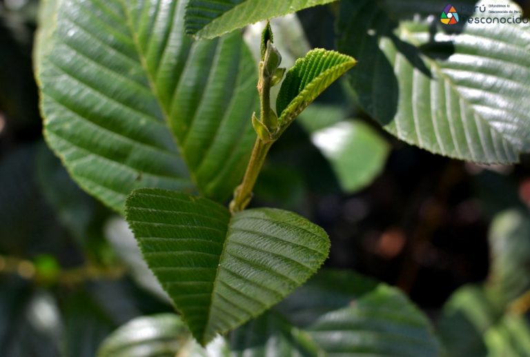 Plantas Medicinales: El Aliso o Ramrash