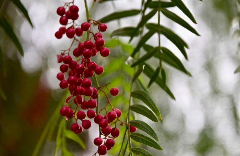Plantas Medicinales de la Cordillera Blanca: El Molle.