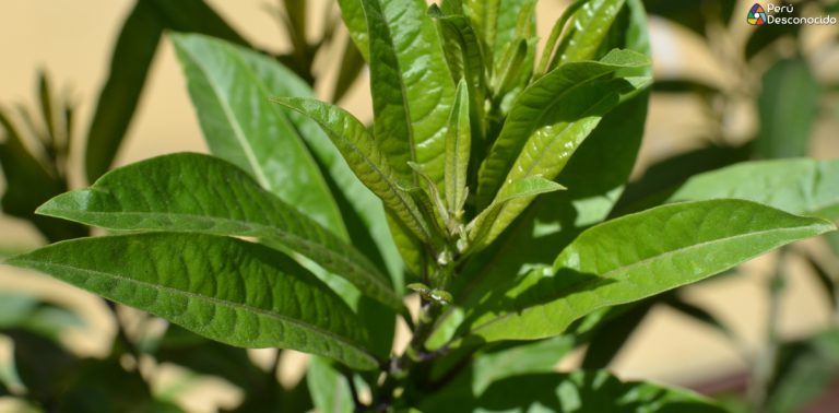 Plantas medicinales: Hierba santa.