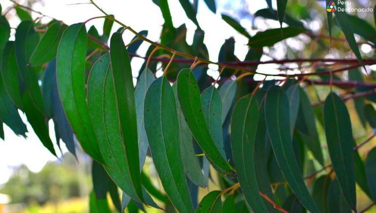 Plantas medicinales: El eucalipto